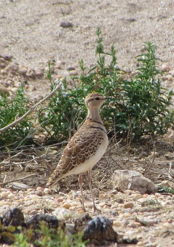Double-banded Courser