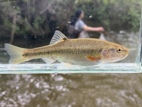 Creek Chub