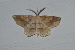 Euchlaena deplanaria