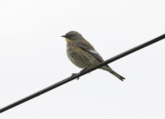 Setophaga coronata auduboni