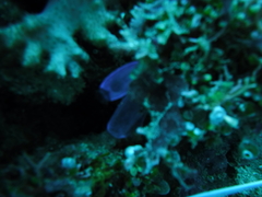 Clavelina