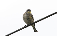 Setophaga coronata auduboni
