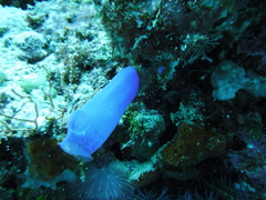 Aplousobranchia