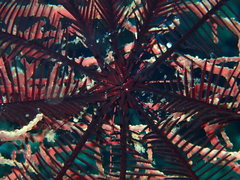 Colobometra perspinosa image