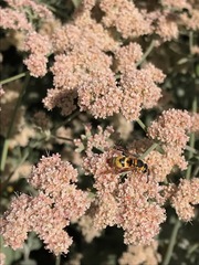 Euodynerus hidalgo viereckii