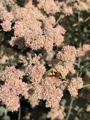 Euodynerus hidalgo viereckii