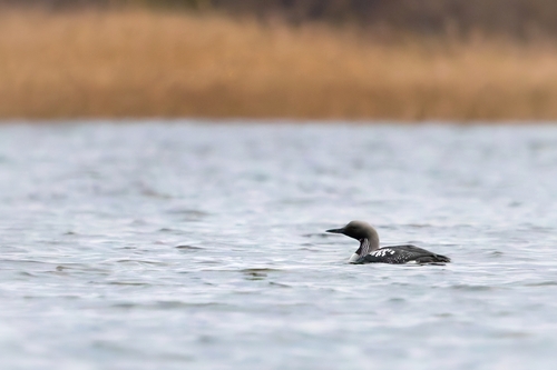Colimbo ártico (Gavia arctica)