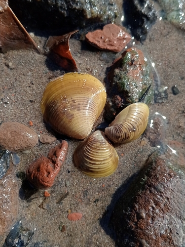 Corbicula fluminea