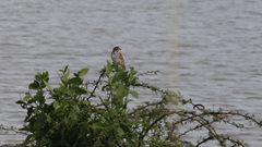 Chondestes grammacus