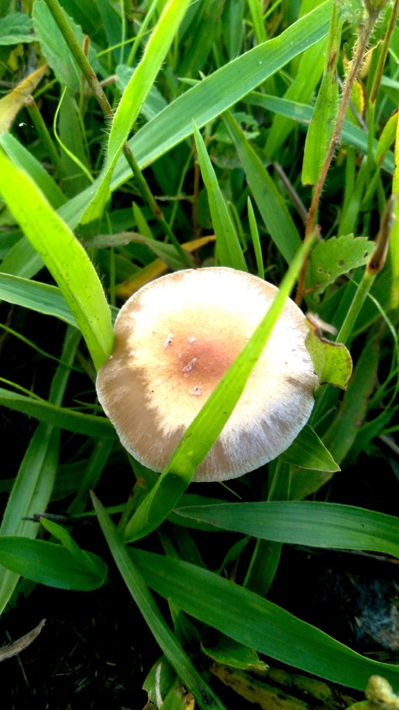 Psilocybe cubensis · April 2026 · photo: © cristianol1456 (iNaturalist, cc-by-sa)