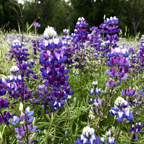 iNaturalist observation photo of Sky Lupine