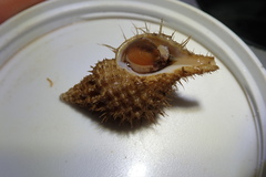 Fusitriton oregonensis