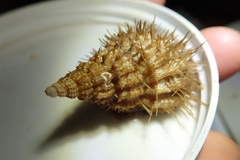 Fusitriton oregonensis