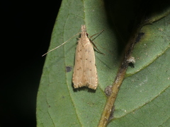 Dichomeris microsphena