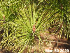 Pinus densiflora