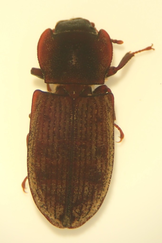 Phanodesta shandi