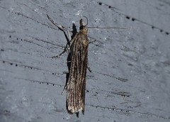 Eudonia atmogramma