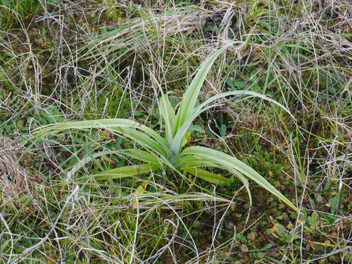 Astelia chathamica, 2026-04-25