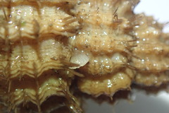 Brachiopoda