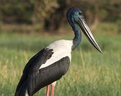 Black-Necked Stork photo 5