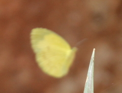 Eurema hecabe solifera