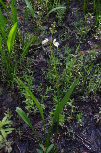 Image of Sagittaria papillosa by (c) Eric Knight, some rights reserved (CC BY)