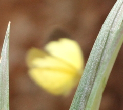 Eurema hecabe solifera