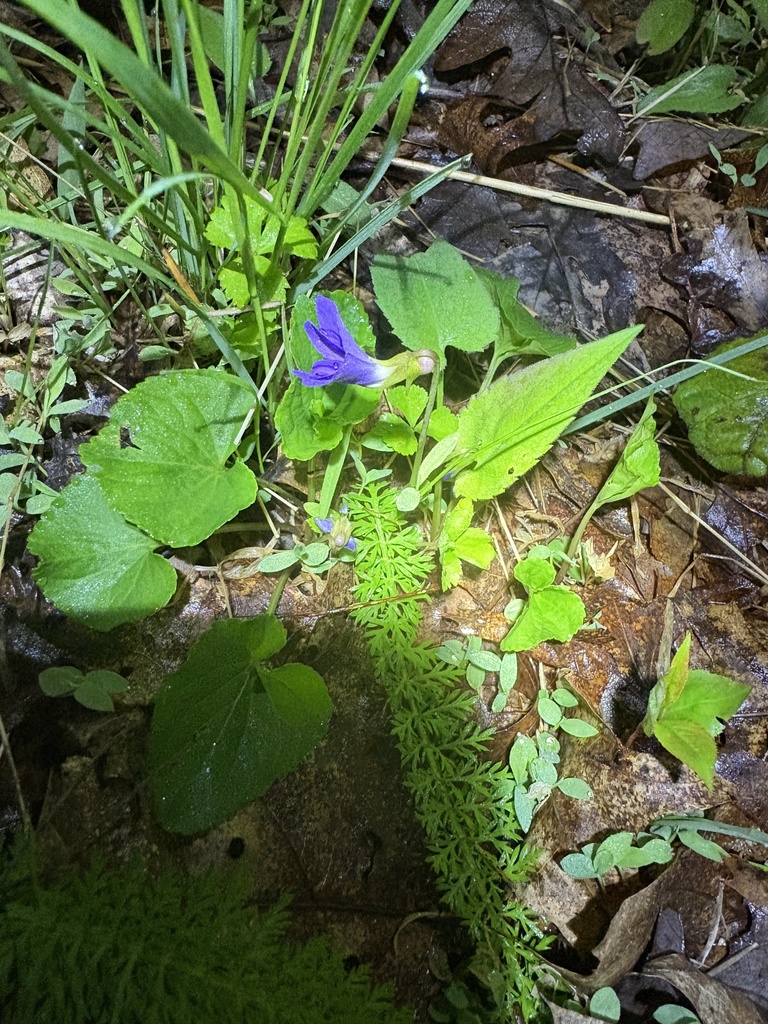 Labrador Violet Invasive Labrador violet in April 2026 by harrison-moroz · iNaturalist