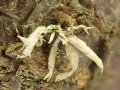 Niebla cephalota