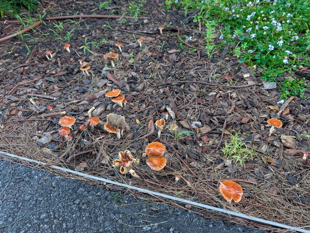 Leratiomyces ceres · April 2026 · photo: © rosiekstein (iNaturalist, cc-by)
