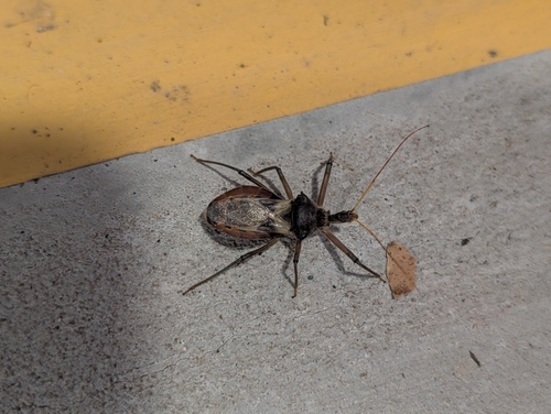 Photo of Common Assassin Bug (Pristhesancus plagipennis)