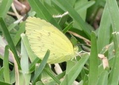 Eurema hecabe solifera