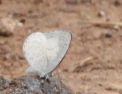 Spalgis lemolea lemolea