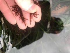 Cryptosiphonia woodii