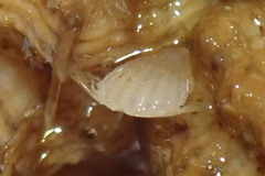 Brachiopoda
