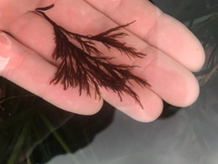 Cryptosiphonia woodii