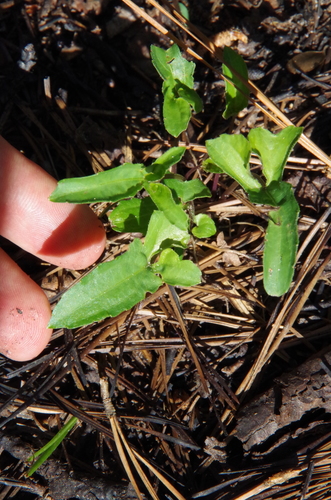 Image of Viola lovelliana by (c) Eric Knight, some rights reserved (CC BY)