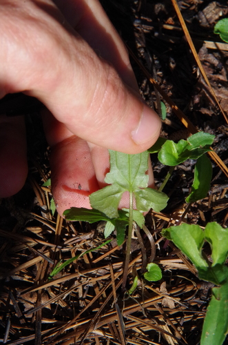Image of Viola lovelliana by (c) Eric Knight, some rights reserved (CC BY)