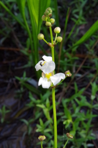 Image of Sagittaria papillosa by (c) Eric Knight, some rights reserved (CC BY)