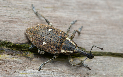 Lepyrus palustris