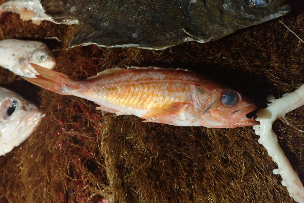 Pygmy Rockfish from Sitka Point, Sitka, AK, USA on March 24, 2020 at 09