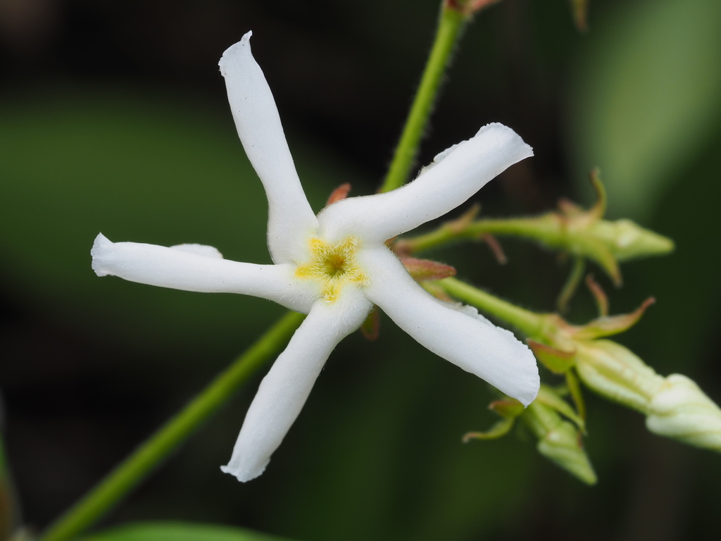 Trachelospermum jasminoides