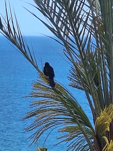 Avistamiento Turdus merula