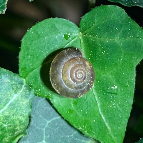 Hygromia cinctella