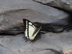 Polyura narcaea meghaduta