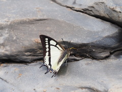 Polyura narcaea meghaduta