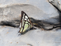 Polyura narcaea meghaduta