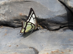 Polyura narcaea meghaduta