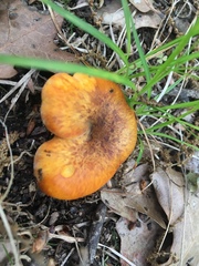 Omphalotus subilludens