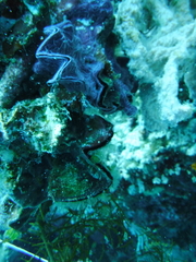 Chalinula nematifera